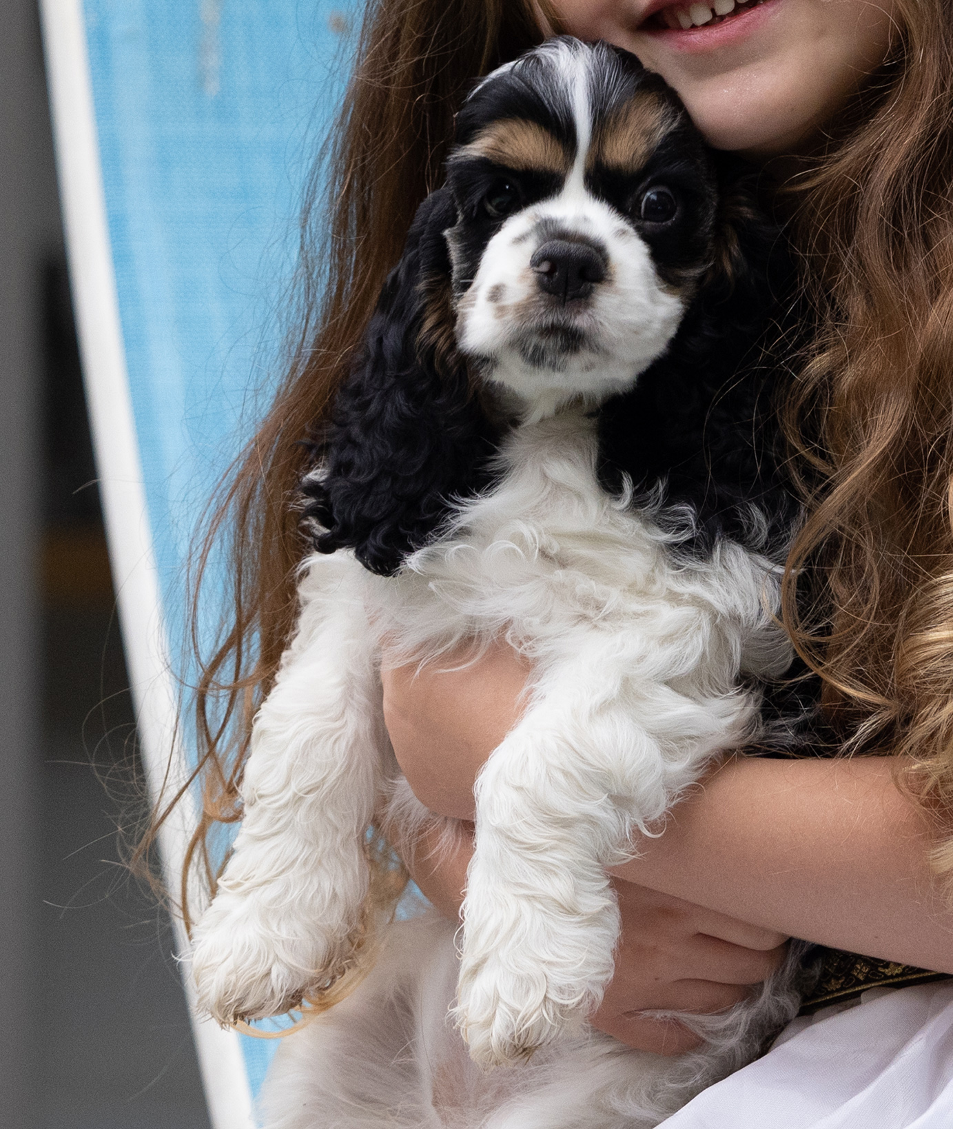 תמונה 1 ,כלבים קוקר ספנייל   קוקר ספניאל אמריקאי למכירה בכוכב יאיר