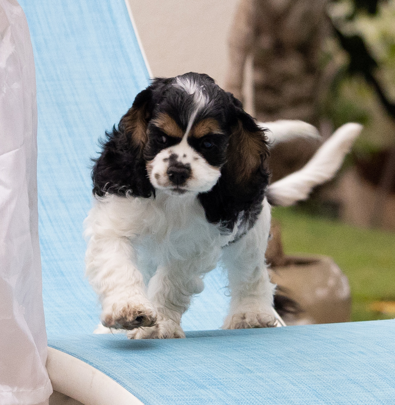 תמונה 2 ,כלבים קוקר ספנייל   קוקר ספניאל אמריקאי למכירה בכוכב יאיר