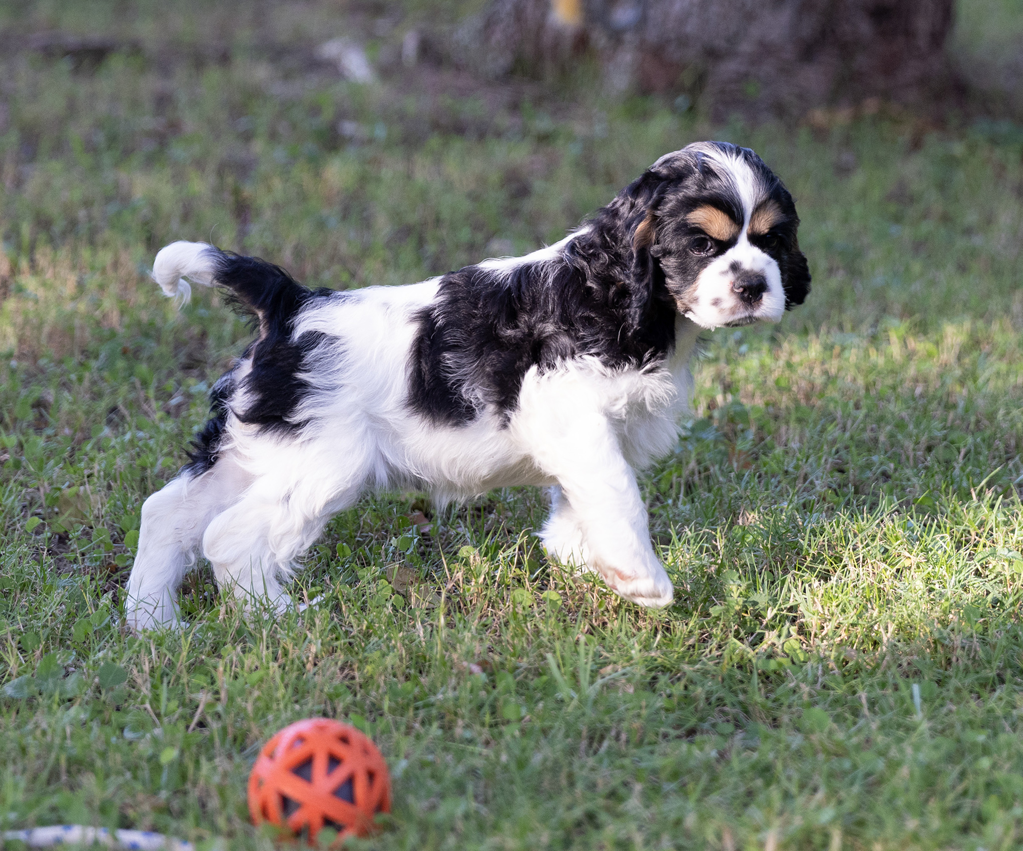 תמונה 3 ,כלבים קוקר ספנייל   קוקר ספניאל אמריקאי למכירה בכוכב יאיר