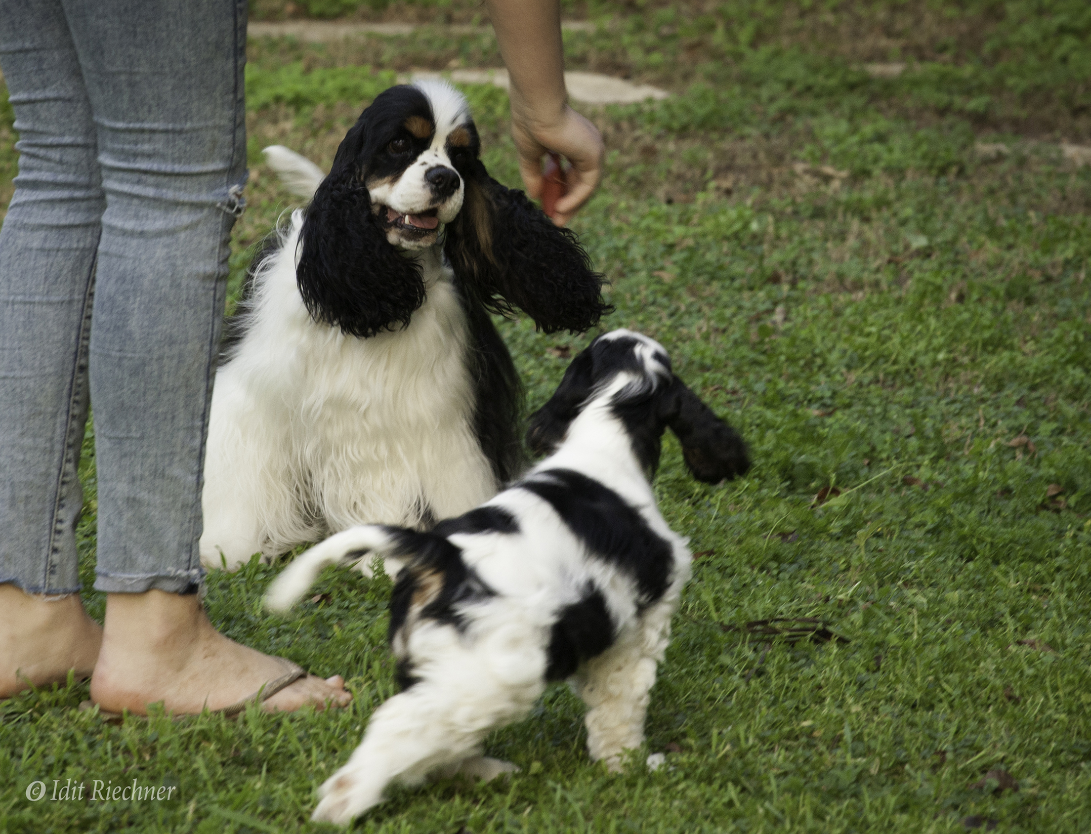 תמונה 4 ,כלבים קוקר ספנייל   קוקר ספניאל אמריקאי למכירה בכוכב יאיר
