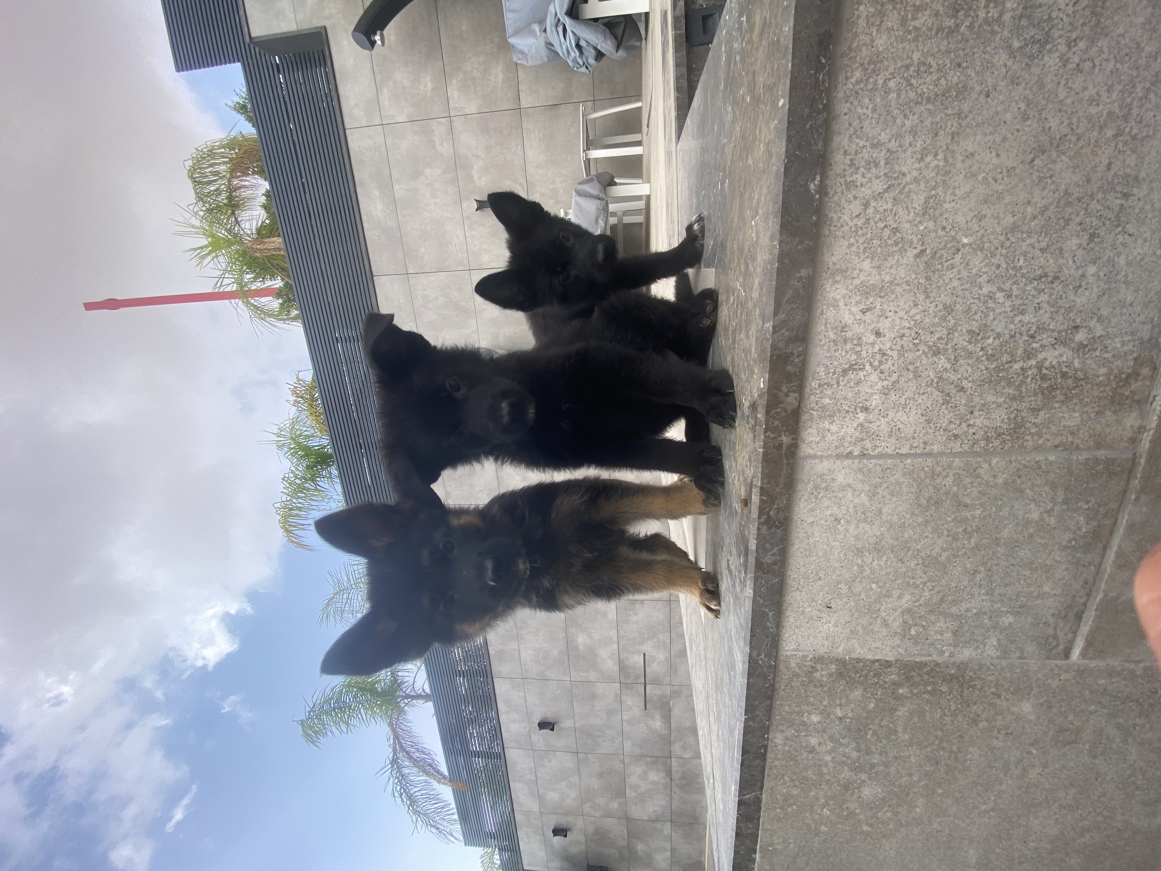 תמונה 5 ,כלבים רועה גרמני   רועה גרמני  למכירה במעלה אדומים 