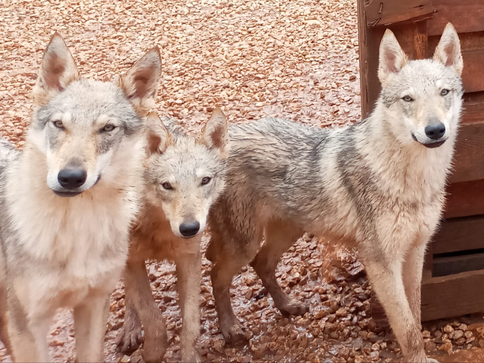 תמונה 1 ,כלבים רועה צ`כי   זאב צ'כי גזעי בני שנה למכירה בשלומי
