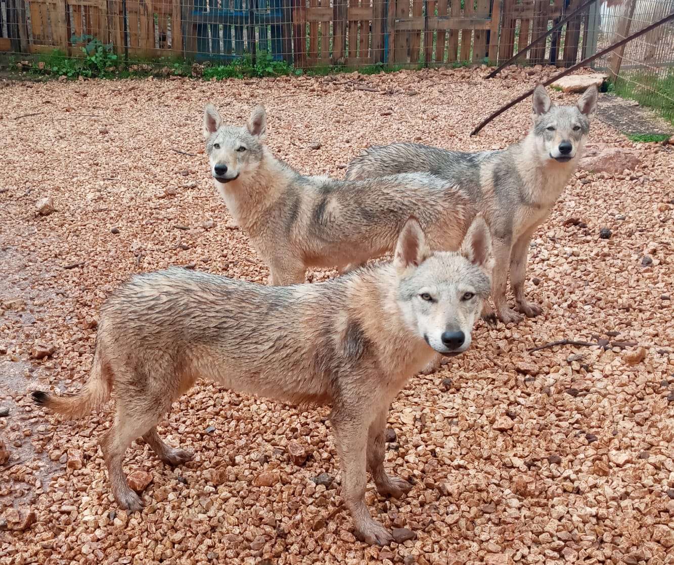 תמונה 2 ,כלבים רועה צ`כי   זאב צ'כי גזעי בני שנה למכירה בשלומי