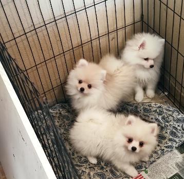 תמונה 4 ,כלבים פומרניאן   גורי בני 3 שבועות למכירה בקרית ביאליק