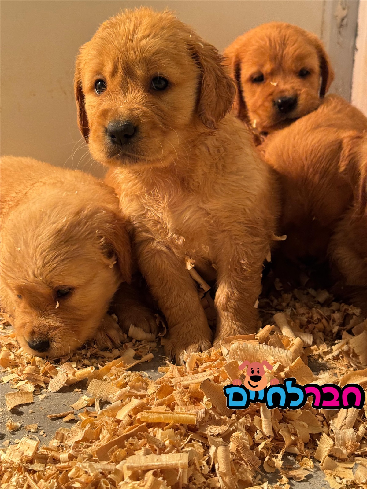 תמונה 1, כלבים | גולדן רטריבר   | גולדן רטריבר  למכירה בעתלית 