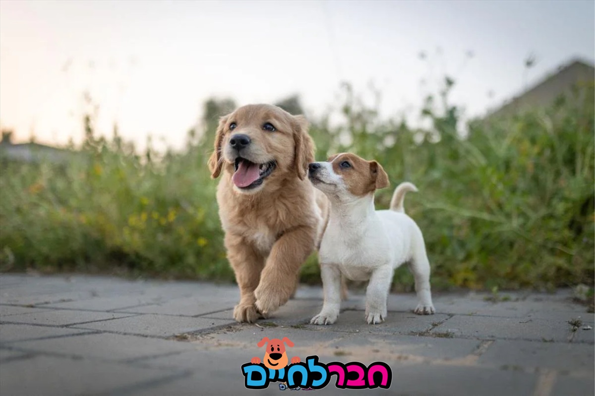 תמונה 1, כלבים | פודל טוי   | רק ראסל למכירה במרכז