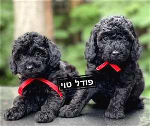 כלבים פודל טוי  