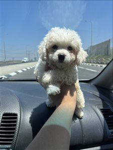 כלבים בישון פריזה  