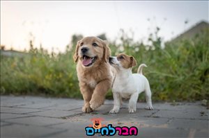 כלבים - פודל טוי <br>       