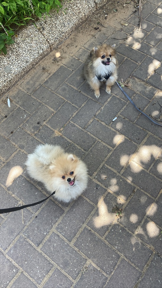 תמונה 2 ,כלבים פומרניאן   איימי למכירה ביהודה הלוי