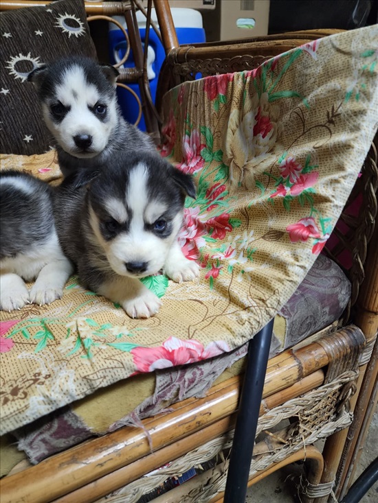 תמונה 1 ,כלבים האסקי סיביר   הסקי למכירה בירכא