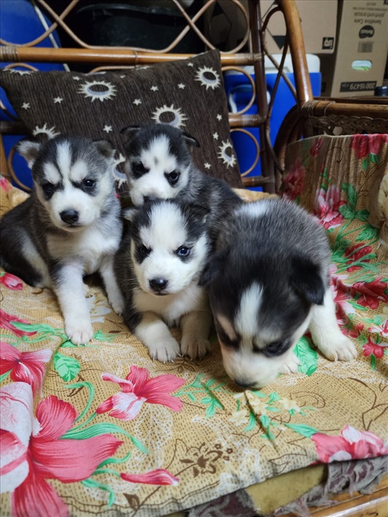 תמונה 2 ,כלבים האסקי סיביר   הסקי למכירה בירכא