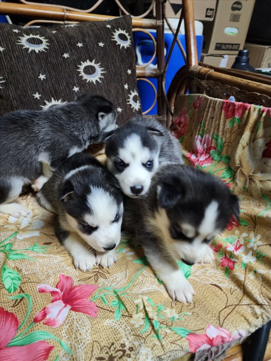 תמונה 5 ,כלבים האסקי סיביר   הסקי למכירה בירכא