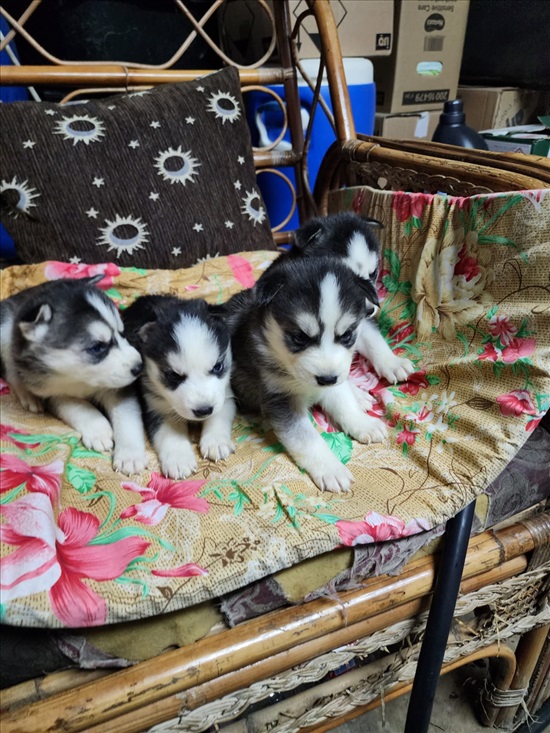 תמונה 7 ,כלבים האסקי סיביר   הסקי למכירה בירכא
