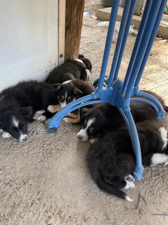 תמונה 6 ,כלבים בורדר קולי   בורדר קולי  למכירה במנחמיה