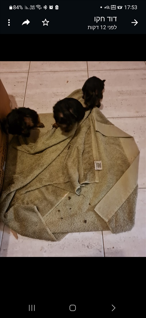 תמונה 3 ,כלבים יורקשייר טרייר   יורקשיר ננסי למכירה בפורת