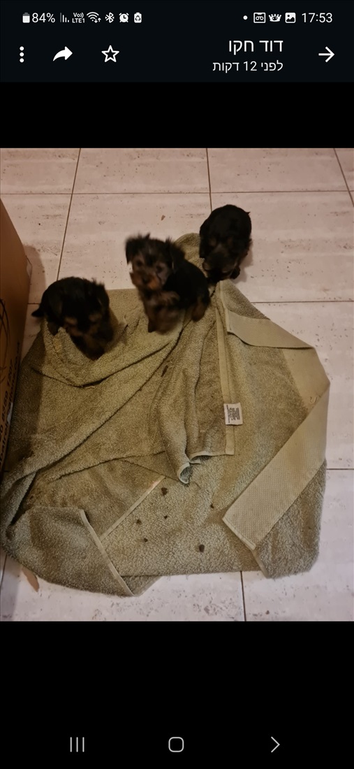 תמונה 4 ,כלבים יורקשייר טרייר   יורקשיר ננסי למכירה בפורת