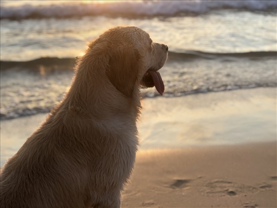 תמונה 4 ,כלבים גולדן רטריבר   לוק לשידוך בפתח תקווה