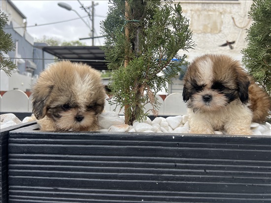 תמונה 5 ,כלבים שי צו   גורי שיצו למכירה בתל אביב