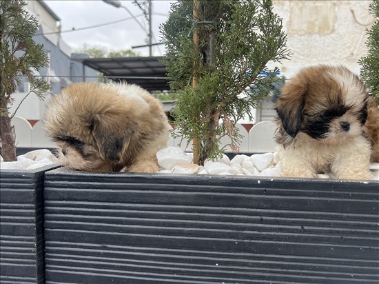 תמונה 2 ,כלבים שי צו   גורי שיצו למכירה בתל אביב