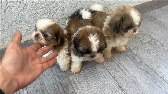 תמונה 3 ,כלבים שי צו   גורי שיצו למכירה בתל אביב