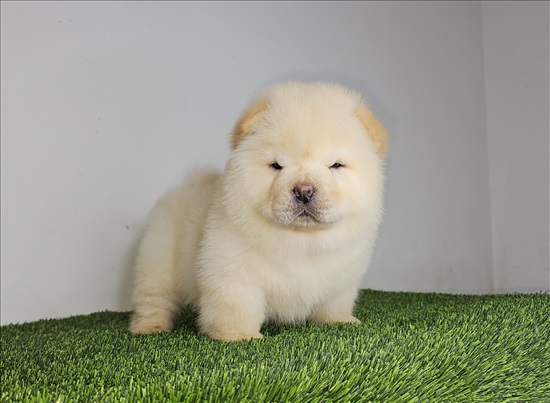 תמונה 8 ,כלבים צ`או צ`או   צאו צאו למכירה בתל אביב