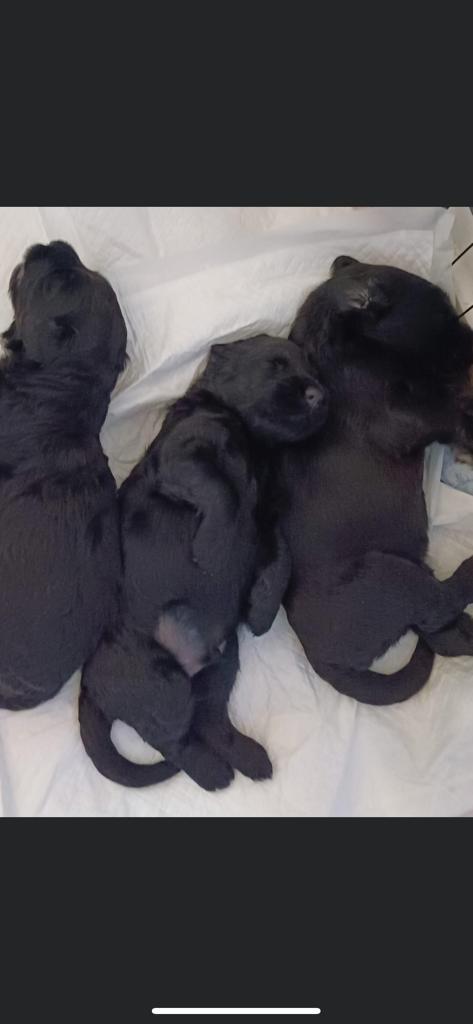 תמונה 1 ,כלבים טרייר רוסי שחור   3 גורים למכירה בגני תקווה
