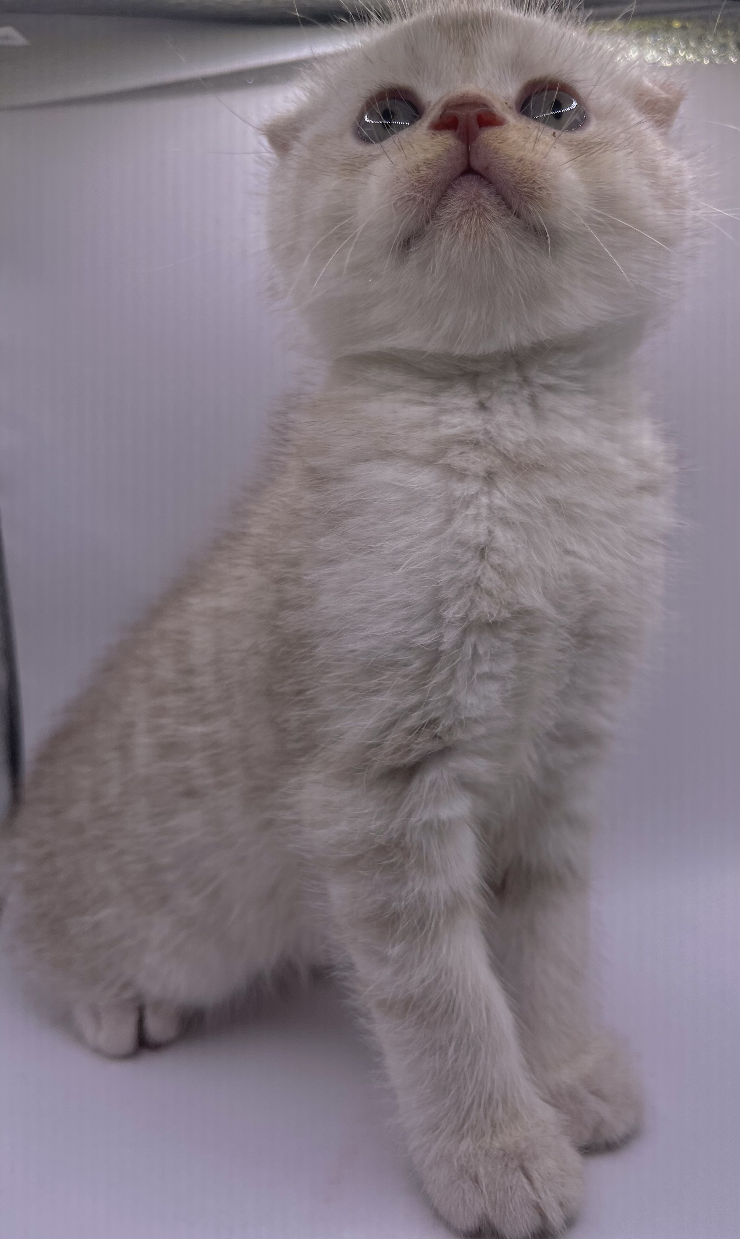 תמונה 4 ,חתולים Scotish Fold   עדיין לא בחרנו שם זה לבחירתכם😁 למכירה בפוריידיס