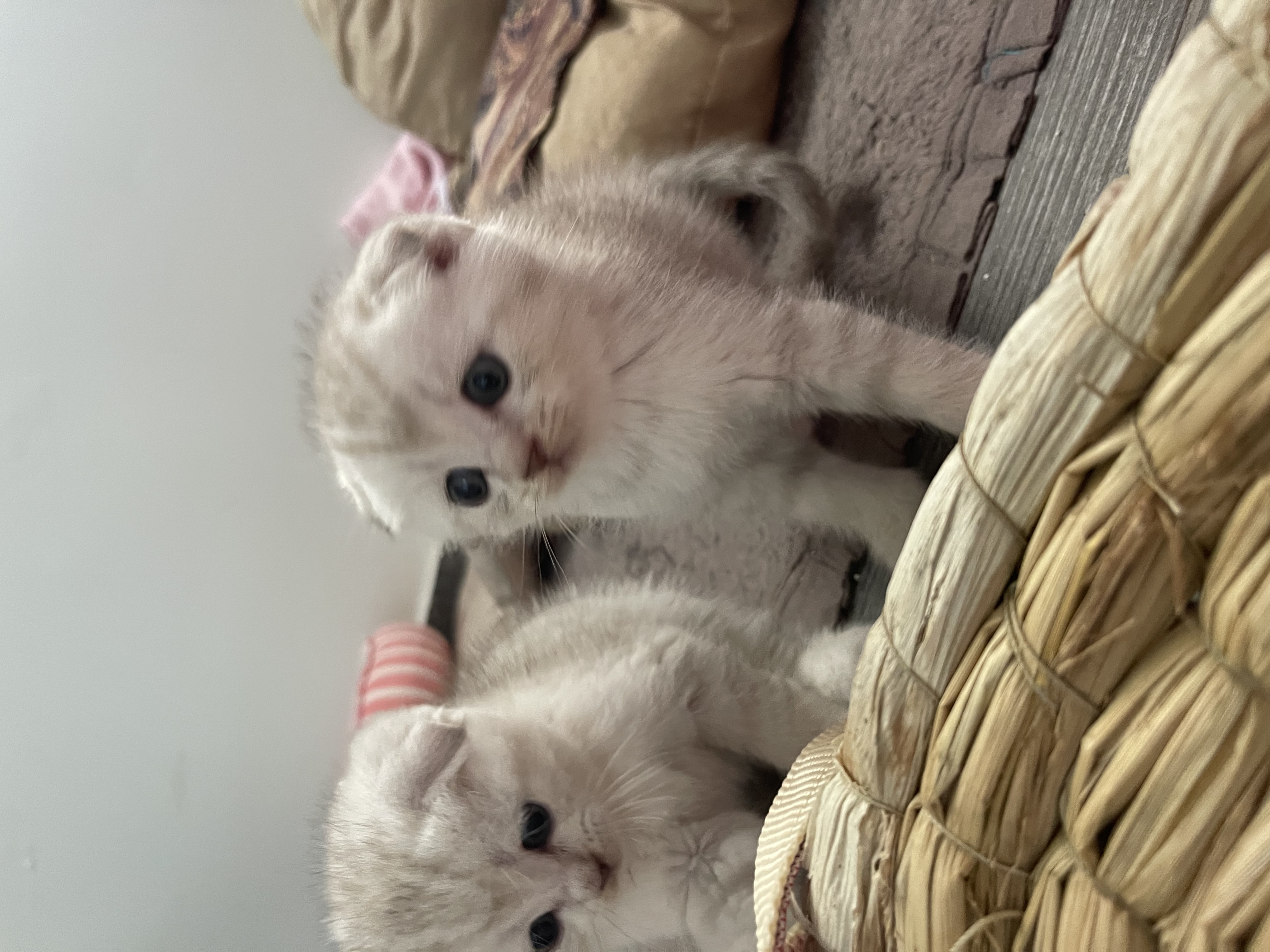 תמונה 5 ,חתולים Scotish Fold   עדיין לא בחרנו שם זה לבחירתכם😁 למכירה בפוריידיס