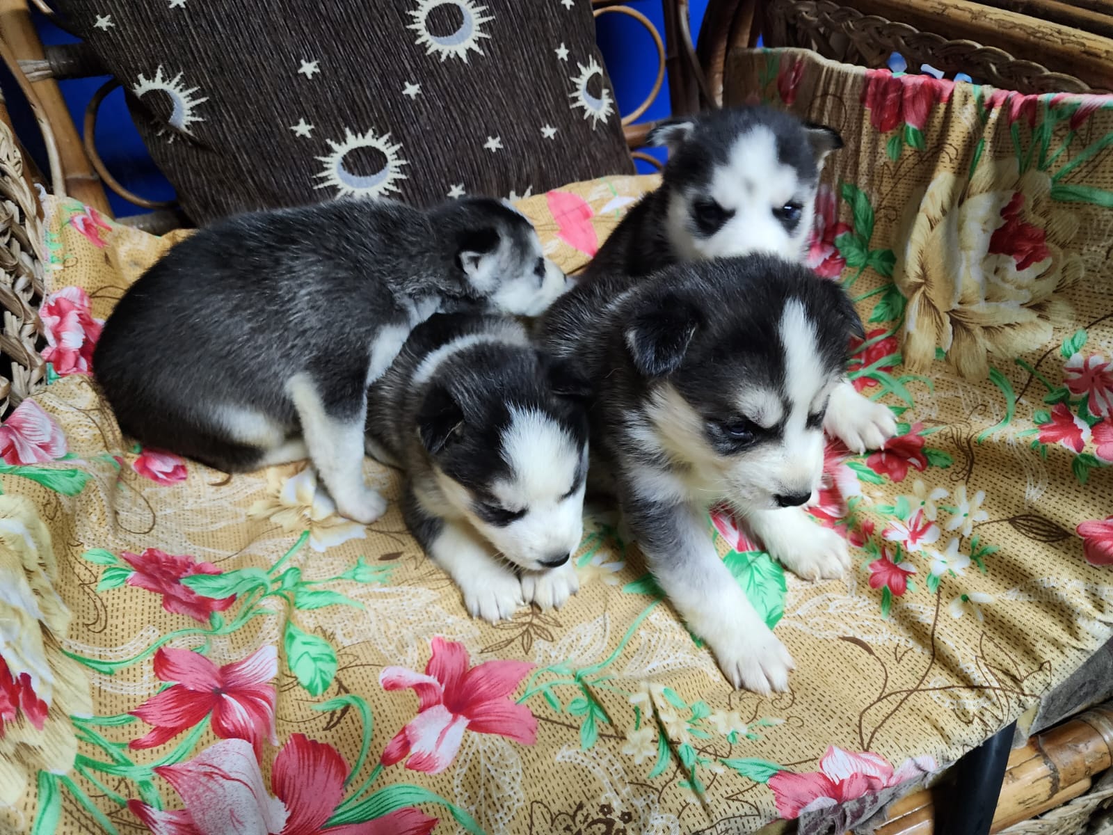 תמונה 4 ,כלבים האסקי סיביר   הסקי למכירה בירכא