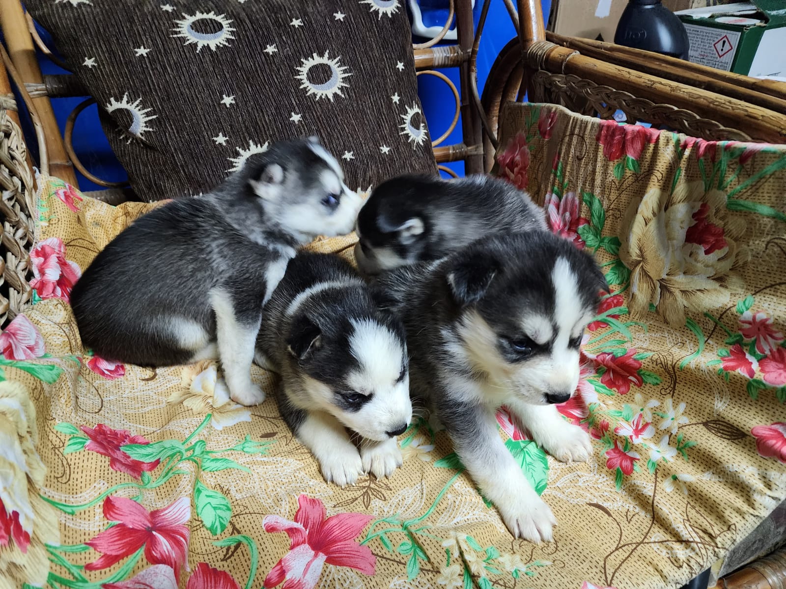 תמונה 6 ,כלבים האסקי סיביר   הסקי למכירה בירכא