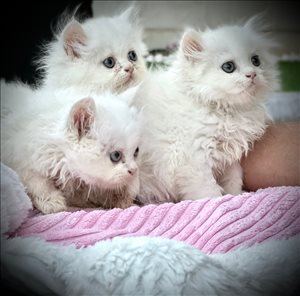 חתולים פרסיים גורים 