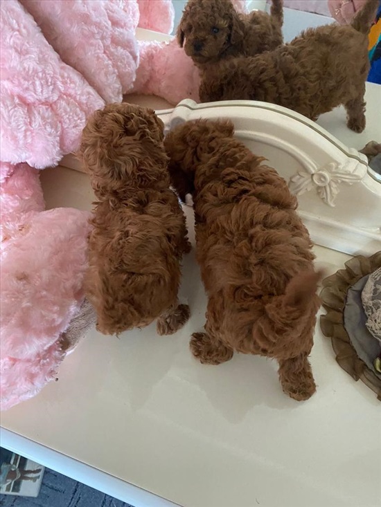 תמונה 3 ,כלבים פודל   toy poodel למכירה בBat-Yam