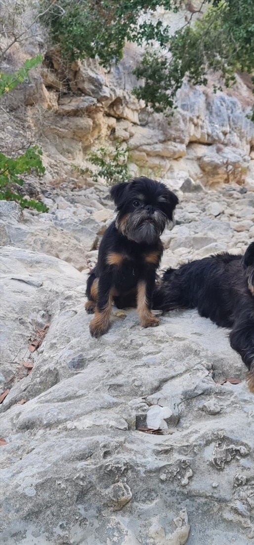 תמונה 6 ,כלבים גריפון בריסלי   גריפון למכירה בחיפה