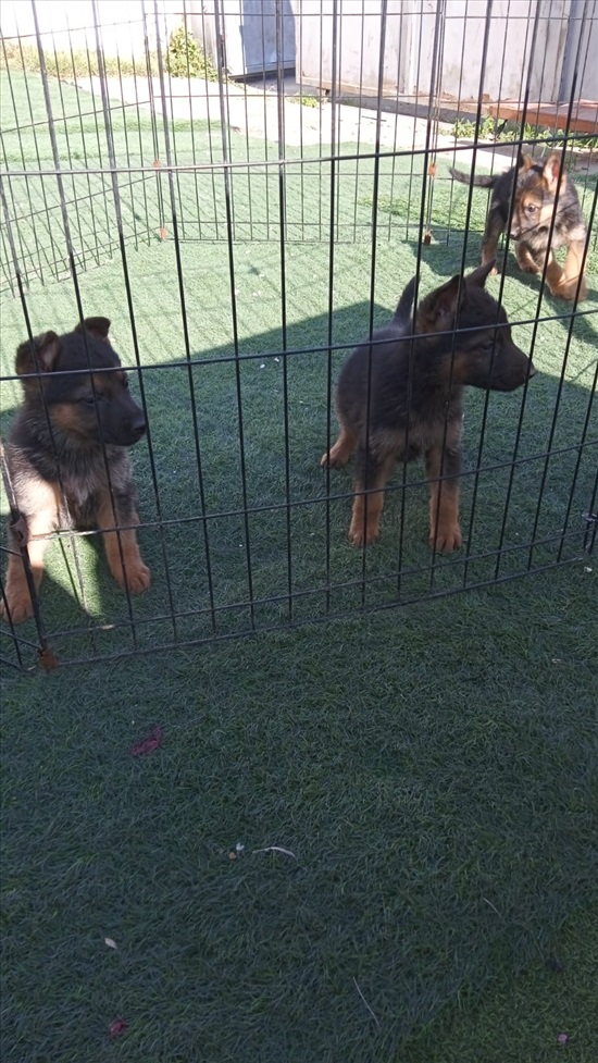 תמונה 2 ,כלבים רועה גרמני   גורים למכירה ברמלה