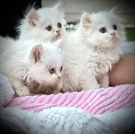 תמונה 1 ,חתולים פרסי   חתולים פרסיים גורים למכירה בעפולה