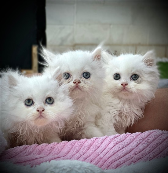 תמונה 3 ,חתולים פרסי   חתולים פרסיים גורים למכירה בעפולה