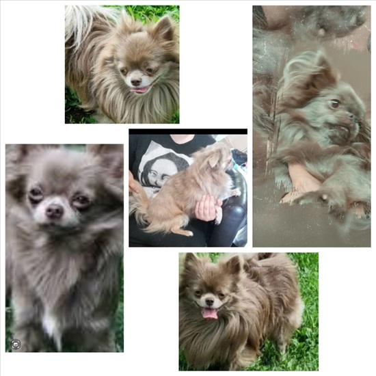 תמונה 1 ,כלבים צ`יוואווה   Mini-Mini למכירה באשדוד