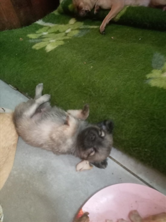 תמונה 4 ,כלבים צ`יוואווה   Mini-Mini למכירה באשדוד