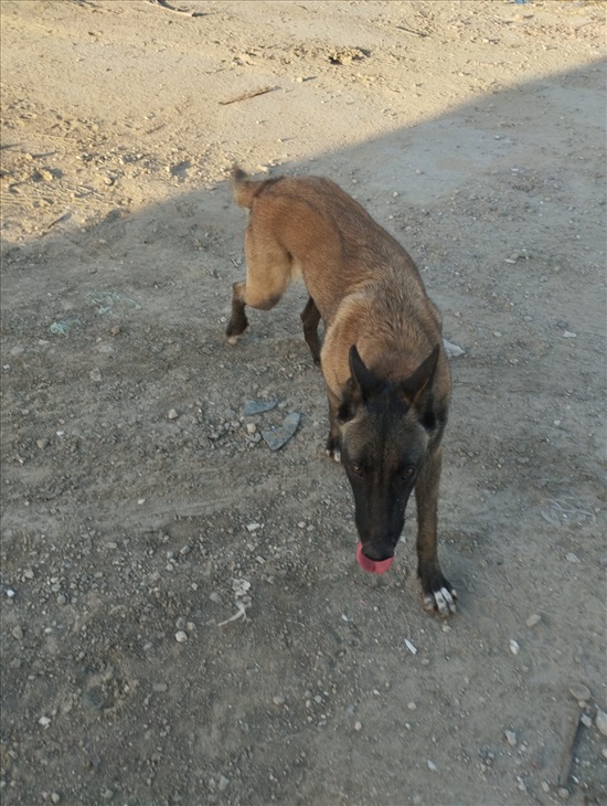 תמונה 2 ,כלבים רועה בלגי   מלינואה לאימוץ באשדוד