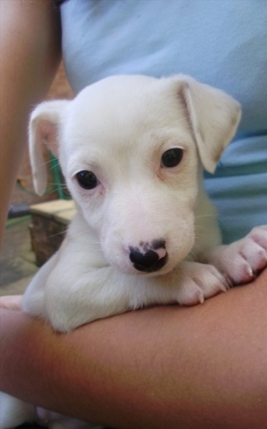 תמונה 1 ,כלבים גק ראסל טרייר   גק ראסל למכירה בפתח תקווה