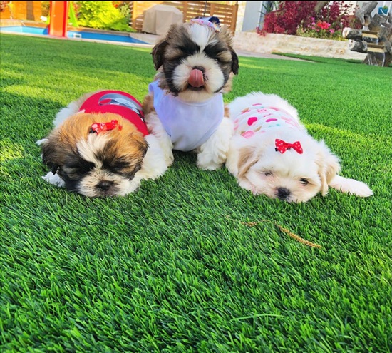 תמונה 1 ,כלבים שיצו   לאיו למכירה בגאליה