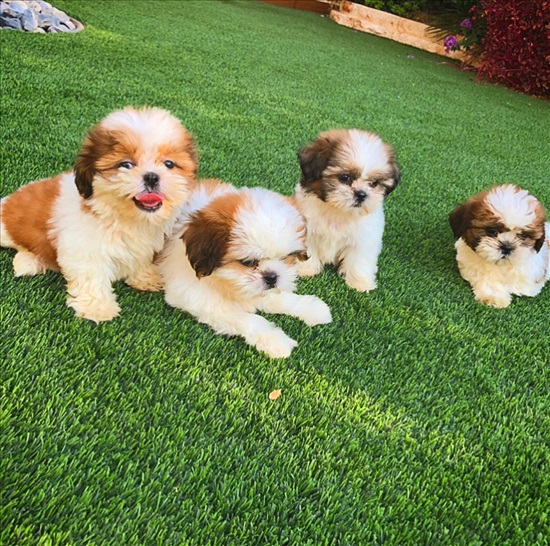 תמונה 2 ,כלבים שיצו   לאיו למכירה בגאליה