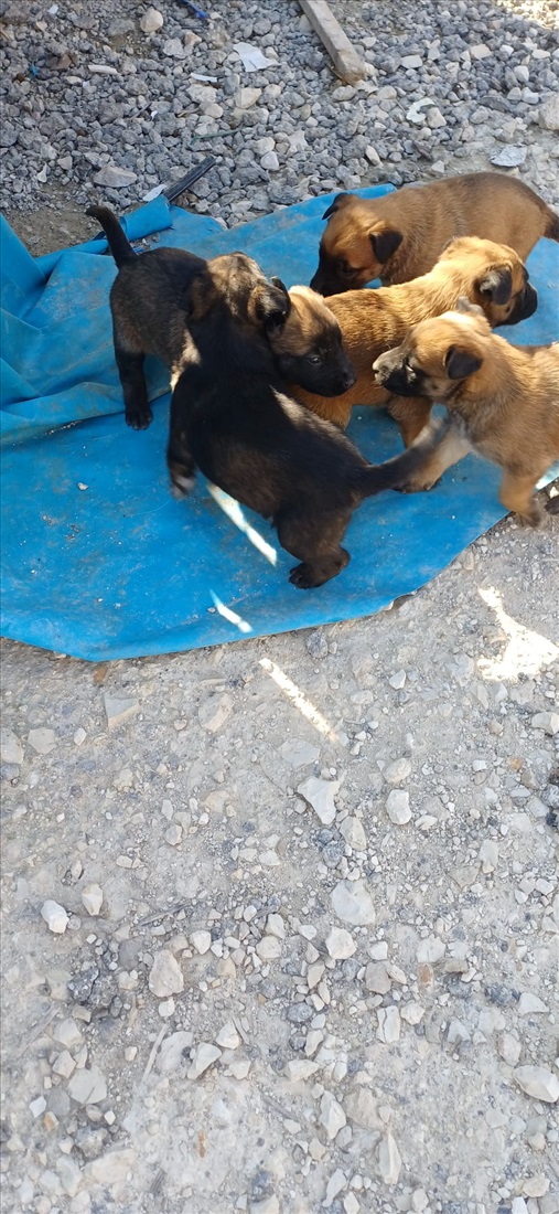 תמונה 1 ,כלבים רועה בלגי   מלינואה  לאימוץ באשדוד