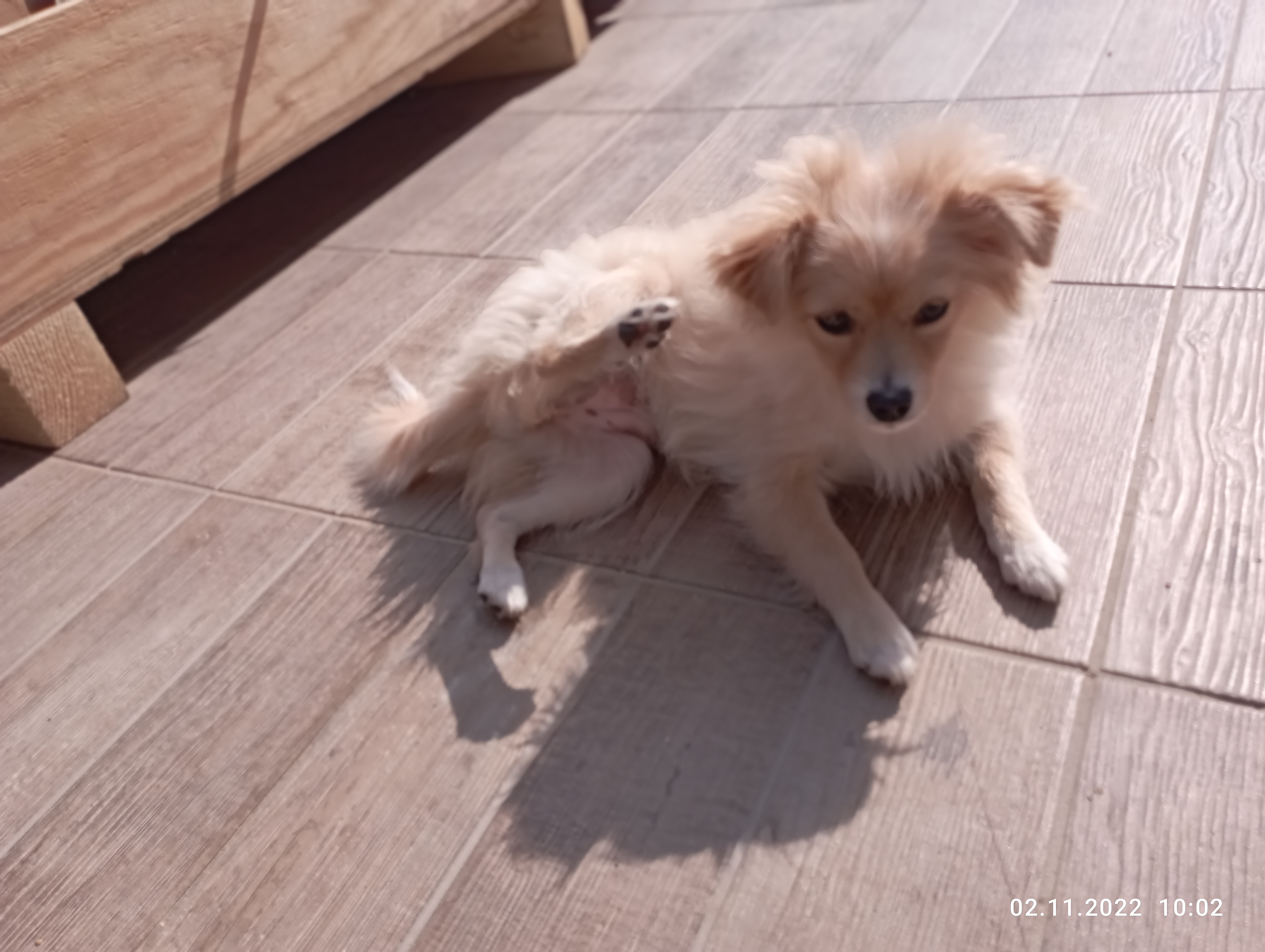 תמונה 2 ,כלבים פומרניאן   שנאל למכירה בקציר-חריש