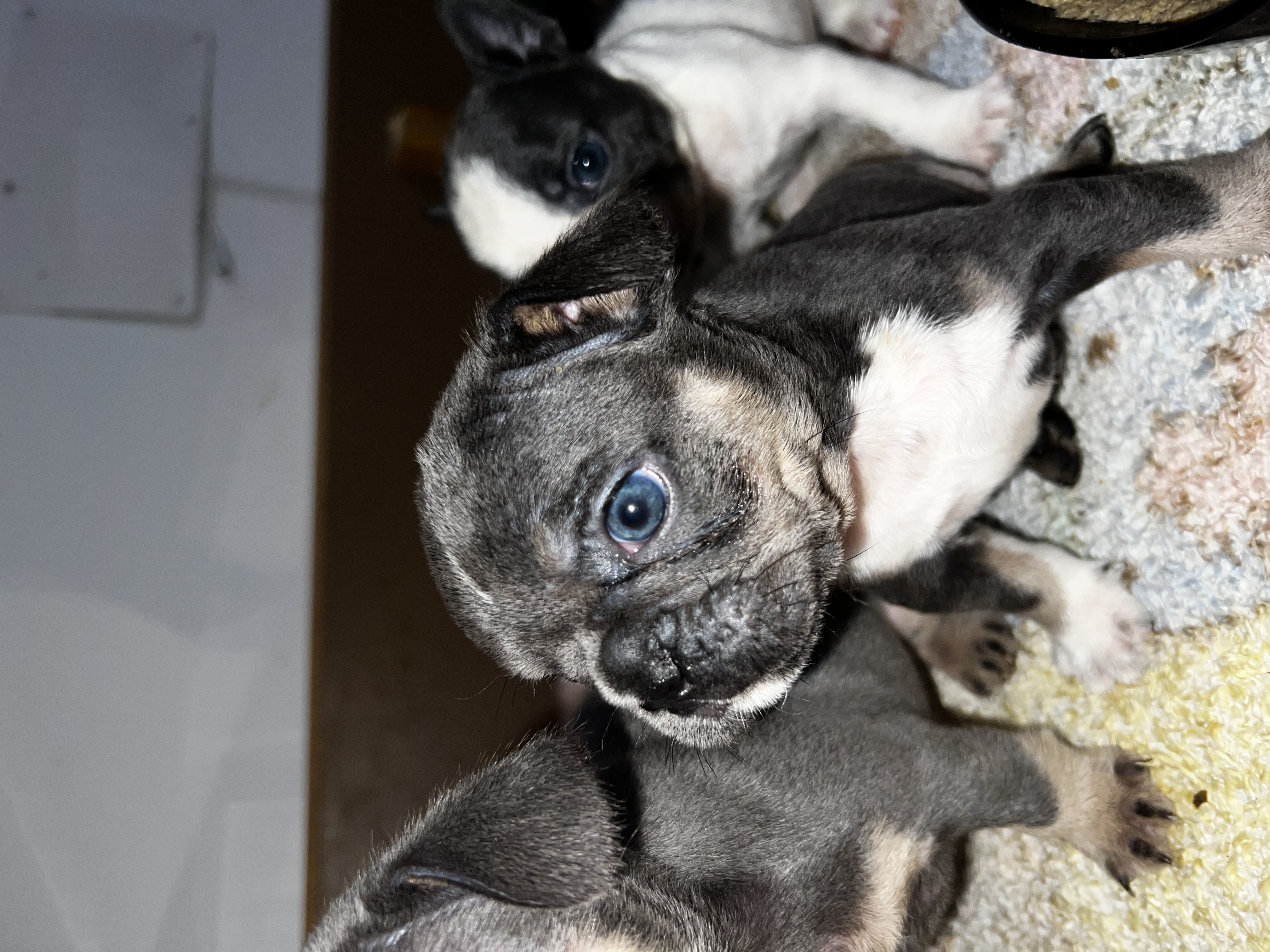 תמונה 2 ,כלבים בולדוג צרפתי   בולדוג צרפתי למכירה בחיפה