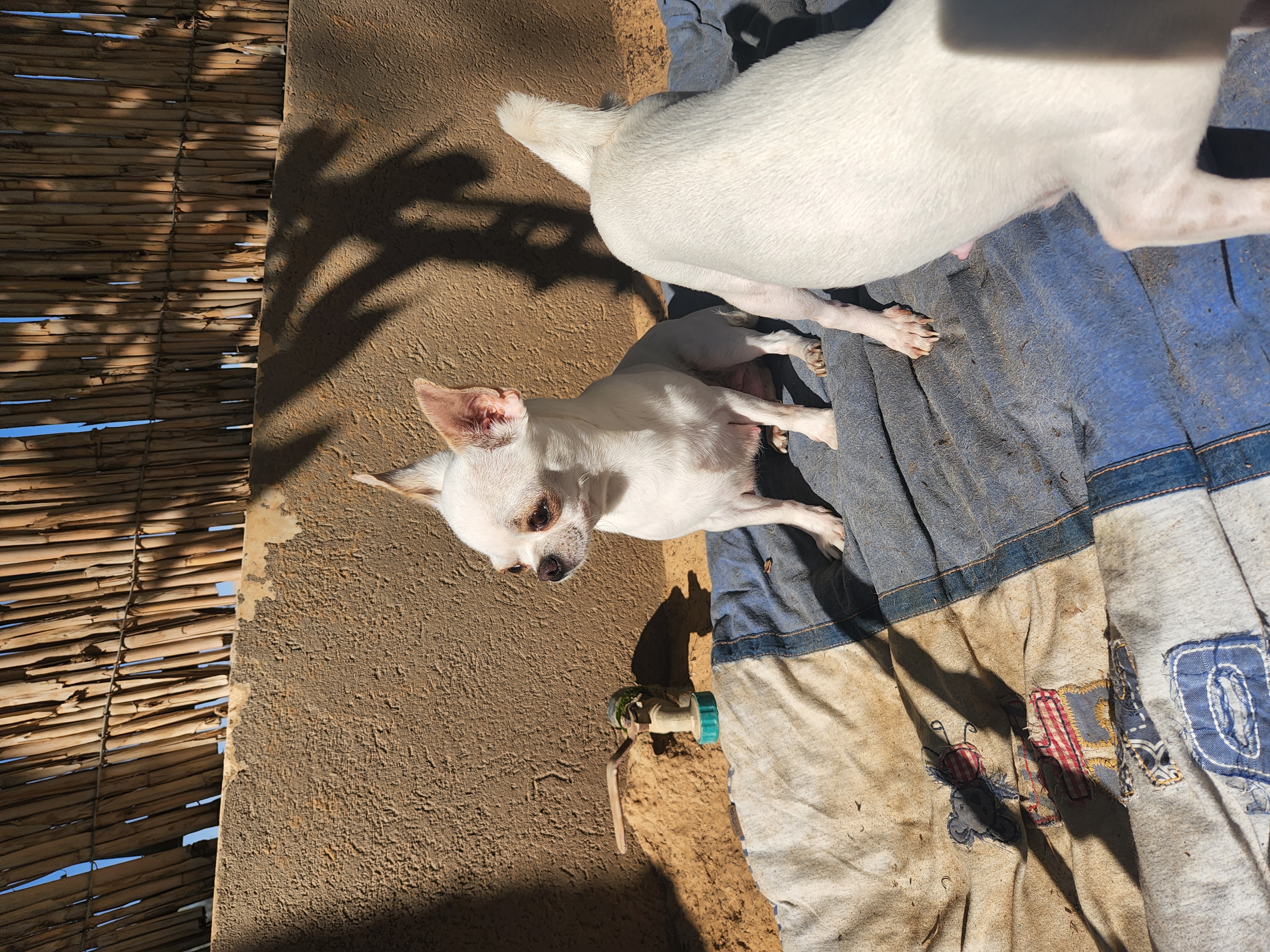 תמונה 5 ,כלבים צ`יוואווה   ציוואווה ראש תפוח לבן למכירה בדימונה