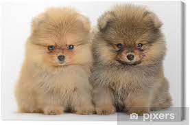 תמונה 1 ,כלבים פומרניאן   טוי למכירה בגדרה