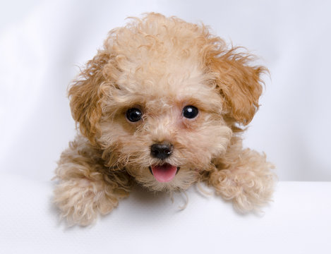 תמונה 1 ,כלבים פודל   פודל ננסי למכירה בתל אביב