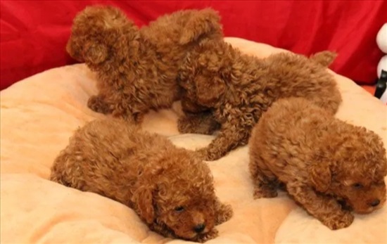 תמונה 1 ,כלבים פודל   דזני למכירה בעפולה